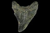 Bargain, Fossil Megalodon Tooth - North Carolina #124813-1